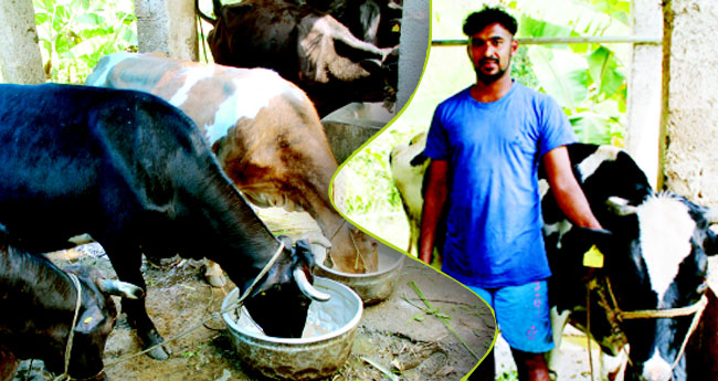 അറിയാം! യുവ കർഷകൻ ജിന്‍റോയുടെ പശുസംരക്ഷണ രീതി