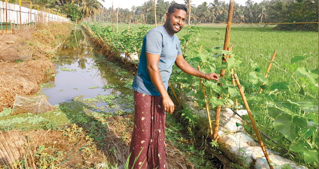 ചാക്കുകളിൽ മണ്ണ് നിറച്ചു പാടവരന്പിൽ കുക്കുംബർ; ജോബിക്ക്  കൃഷി പരീക്ഷണവും