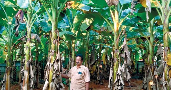 പാട്ടഭൂമിയിൽ ജോയിക്ക് മിന്നും വിളവ്