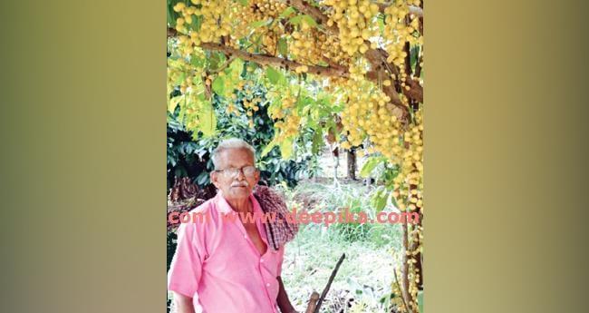 ക​ടു​ക​ൻ​മാ​ക്ക​ൽ വീ​ട്ടു​വ​ള​പ്പ് പ​ഴ​വ​ർ​ഗ​ങ്ങ​ളു​ടെ പ​റു​ദീ​സ