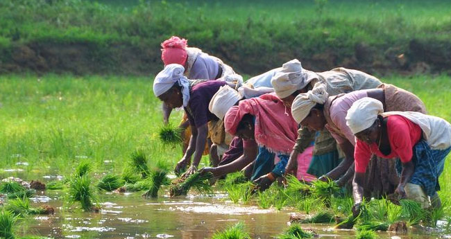 നെല്ലിന് കീടാക്രമണ സാധ്യത, വാഴത്തടത്തില്‍ പുതയിടണം