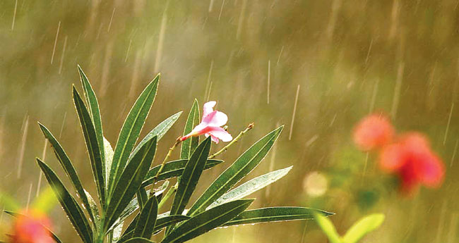 മഴ രസംകൊല്ലിയാകും; കരുതലോടെ കാക്കണം പൂക്കളെ