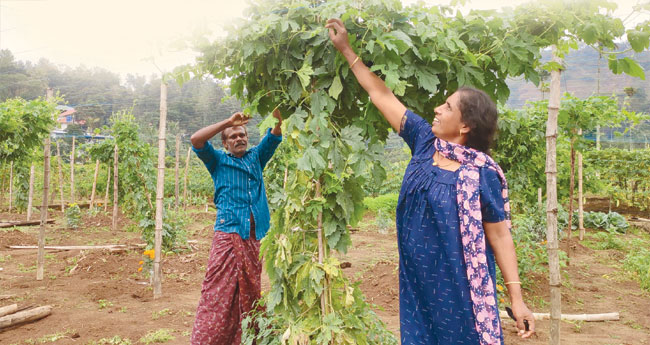 ഈ മണ്ണില്‍ വിളയാത്തതൊന്നുമില്ല