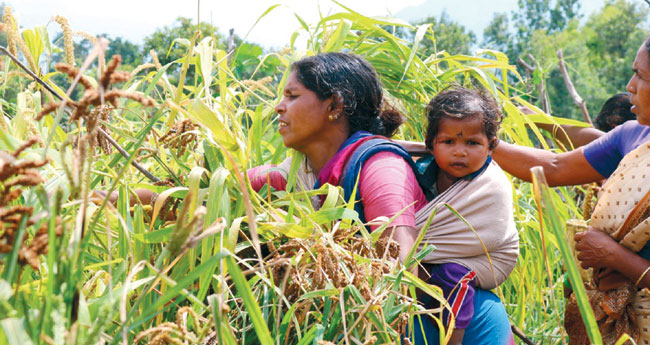 ചെറുതല്ല, തായണ്ണന്‍കുടിക്ക്  ചെറുധാന്യകൃഷി