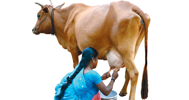 പാലുത്പാദനംകൂട്ടണോ? ഇതാ ചില ടെക്‌നിക്കുകള്‍