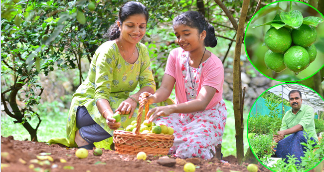 ലെമണ്‍ മെഡോസിലെ ലമണ്‍ കിംഗ് വണ്‍