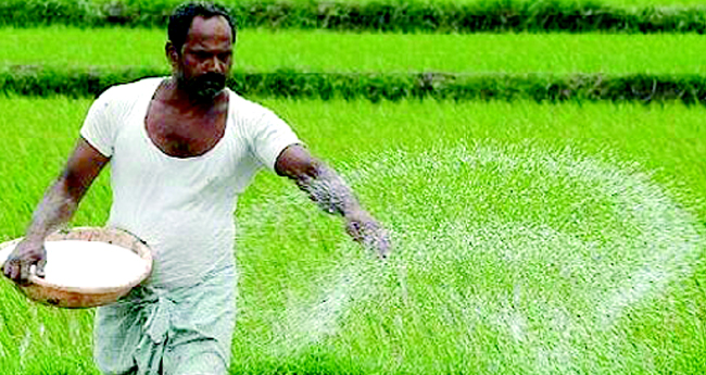 നെല്ലിന് വളപ്രയോഗവും സസ്യസംരക്ഷണവും