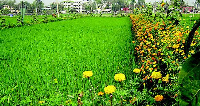 'പുതുസാധാരണ' കൃഷിയും അതിജീവന മന്ത്രങ്ങളും