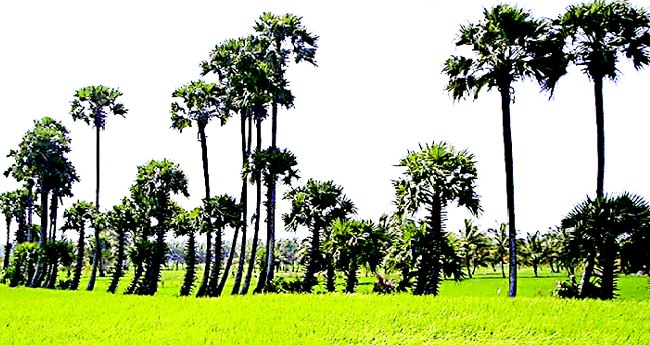 കേരളം ഏറ്റെടുക്കുന്ന എലപ്പുള്ളി മോഡല്‍