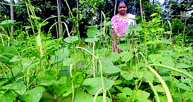 പച്ചക്കറി കൃഷി സമൃദ്ധമാക്കാം മഴക്കാലത്തേയും