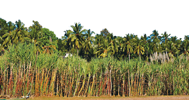 സംരംഭസാധ്യത തുറന്ന് തേന്‍ ശര്‍ക്കര