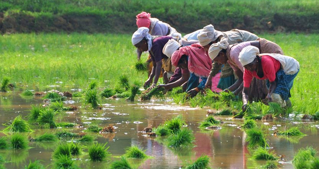 നെല്ലിനു സംരക്ഷണം, തെങ്ങിനു ജലസേചനം