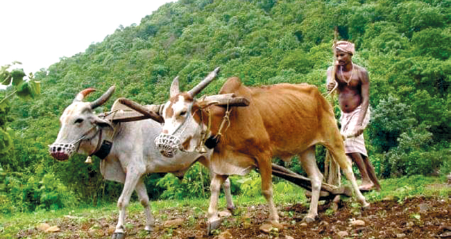 മുഖകവചവും ചില പ്രകൃതി ചിന്തകളും