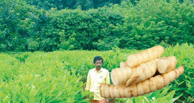 വേനലില്‍ ശരീരം തണുപ്പിക്കാന്‍ കൂവ