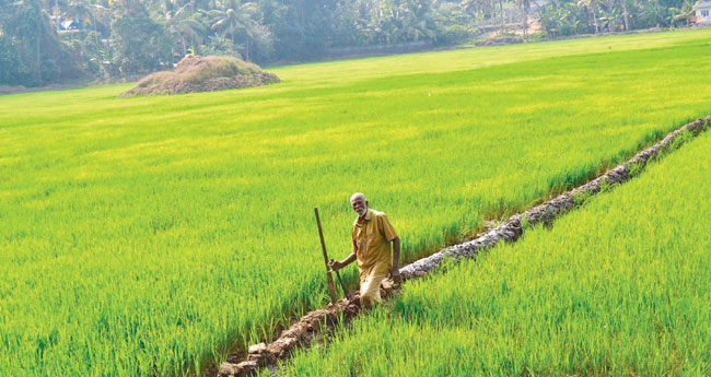 നെല്ലിലെ പ്രധാന രോഗങ്ങളും നിയന്ത്രണ മാര്‍ഗങ്ങളും