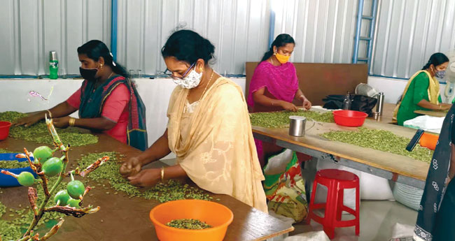 ഏലം സര്‍വകാല വിലയിടിവില്‍ നടുവൊടിഞ്ഞു കര്‍ഷകര്‍