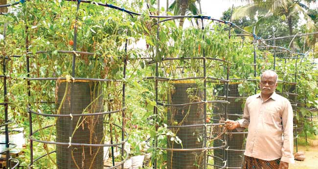 പൊന്നുവിളയിക്കാന്‍ അധികം മണ്ണുവേണ്ട; വലക്കൂട്ട് കൃഷിയുമായി വര്‍ഗീസ്