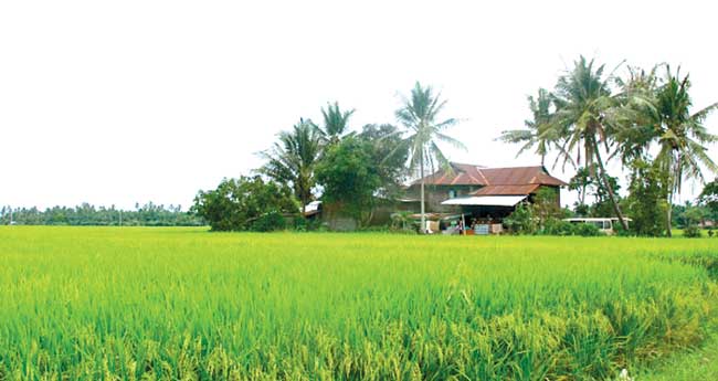 വൈക്കം കരിനിലങ്ങളിലെ നെല്‍കൃഷി പ്രശ്‌നങ്ങള്‍