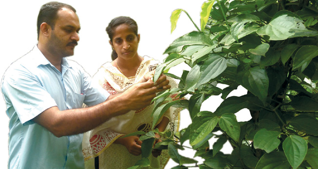 തനതു രീതിയില്‍ ജേക്കബിന്റെ ജൈവകൃഷി