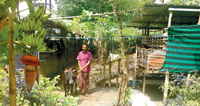 കര്‍പ്പൂരവല്ലി കുലയ്ക്കുന്ന കഞ്ഞിപ്പാടം