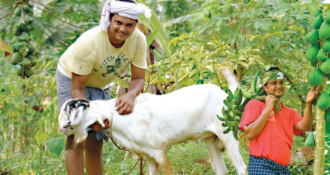 ഇത് ഓള്‍ ഇന്‍ വണ്‍ കൃഷിയിടം