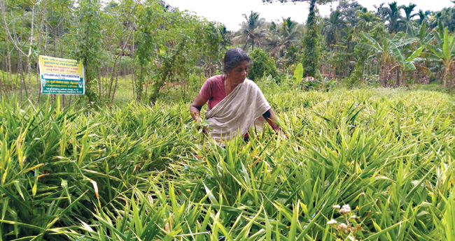 ഇഞ്ചിക്കുമാകാം കാപ്‌സ്യൂള്‍ ചികിത്സ