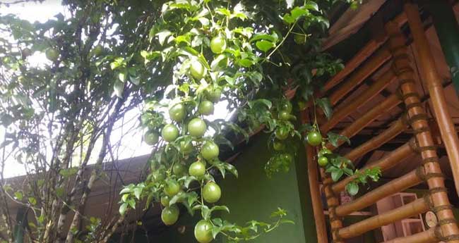 പ്രകൃതിയില്‍ അലിഞ്ഞ് ഒരു അന്താരാഷ്ട്ര നിക്ഷേപം