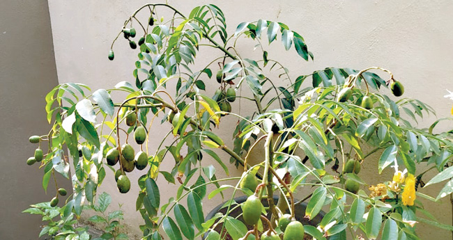 കേരളം കീഴടക്കുന്ന വിദേശ അമ്പഴ ഇനങ്ങള്‍