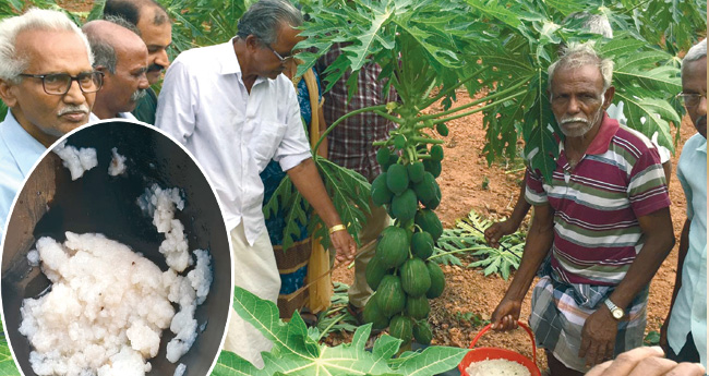 പാല്‍ ചുരത്തും പപ്പായ പഴവും തരും