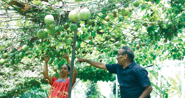 പാഷന്‍ ഫ്രൂട്ടിനോട് പാഷനാകാം