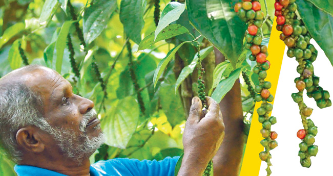 അഞ്ചേക്കറിലെ കൃഷി അദ്ഭുതം