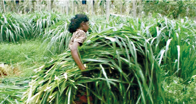 തെങ്ങിന്‍ തോപ്പിലെ തീറ്റപ്പുല്ല്