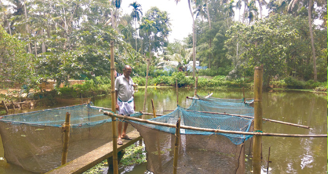 മീന്‍കുളത്തില്‍ പച്ചക്കറി കൂടുകളില്‍ കരിമീന്‍