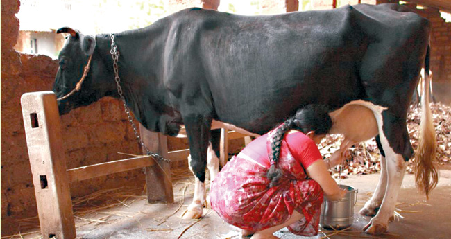 പാലും പശുവും കൈവിട്ടുപോകരുത്