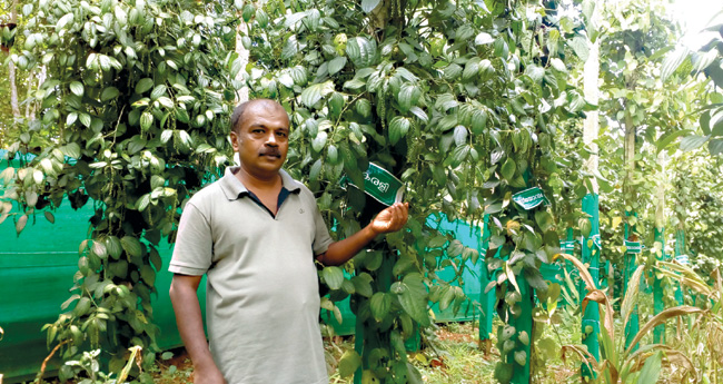 കുരുമുളകും ഔഷധവൃക്ഷങ്ങളും