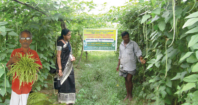 പയറിലെ മൊസേക്കിനെ ചെറുക്കാന്‍ ഗീതിക