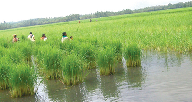 നിലങ്ങള്‍ കെട്ടിക്കാച്ചി വീണ്ടും വരുന്നു-  കൈപ്പാട് അരി