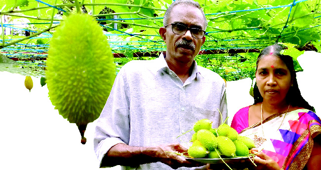 കയ്പില്ലാത്ത പാവയ്ക്ക: കന്റോല ആലപ്പുഴയില്‍