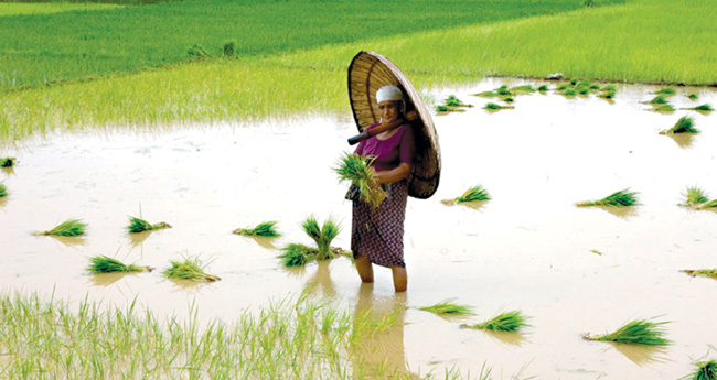 എങ്ങനെ നടത്താം, പ്രളയാനന്തര കൃഷി