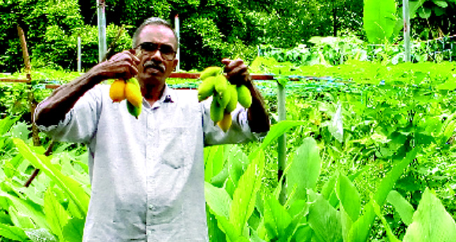 വിള സമൃദ്ധം സുരേഷിന്റെ വീട്ടുമുറ്റം