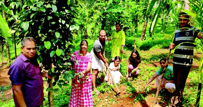 ബഹുവിളകൃഷിയും മുരിങ്ങക്കാലുകളിലെ കുരുമുളകും