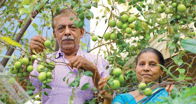 ടെറസില്‍ ബെര്‍ ആപ്പിള്‍ പൂക്കുമ്പോള്‍