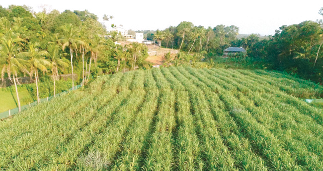 തരിശുപാടത്ത് അതിമധുരം വിളയിച്ചു വനിതാ കൂട്ടായ്മ