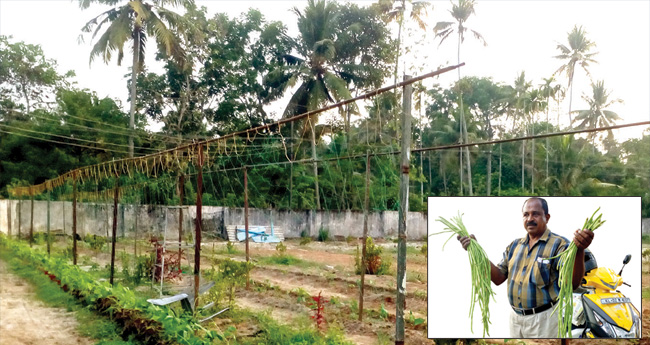 കൊറോണയെ തോല്‍പിച്ച് അശോകന്റെ പച്ചക്കറി വില്പന