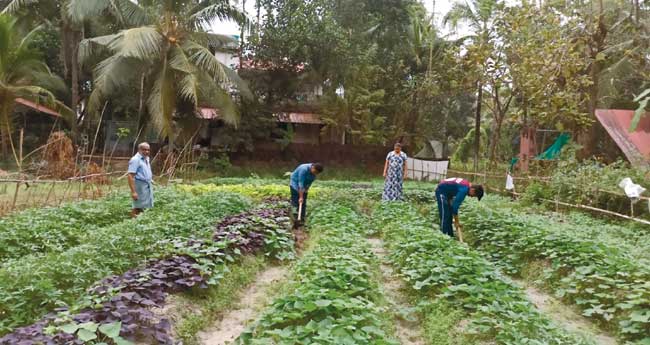 വെറൈറ്റി വിളകളുമായി വ്യത്യസ്തനായൊരു കര്‍ഷകന്‍