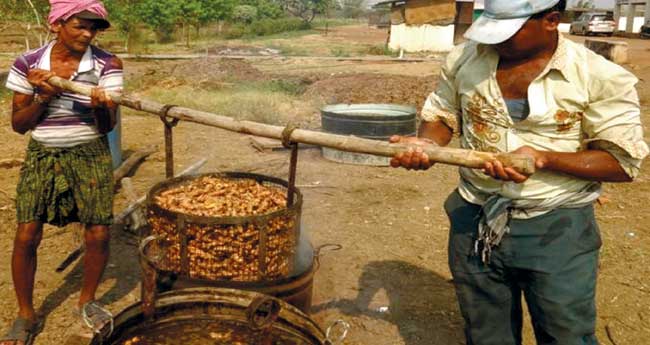 മഞ്ഞള്‍ പുഴുങ്ങി ഉണക്കാമോ?