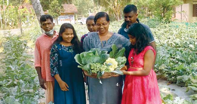 മഞ്ഞില്ലാതെ വിരിഞ്ഞ ശീതകാല പച്ചക്കറി