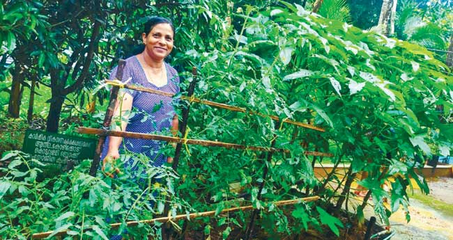 ഡെന്നീസ് നല്‍കും ഗ്രോബാഗ് കൃഷിപാഠം