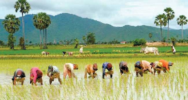 വിരിപ്പിനൊരുങ്ങാം, വിളകളുടെ നടീല്‍കാലം