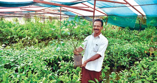 ബലൂണ്‍ ബഡ്ഡിംഗും 27 ജാതിയിനങ്ങളും